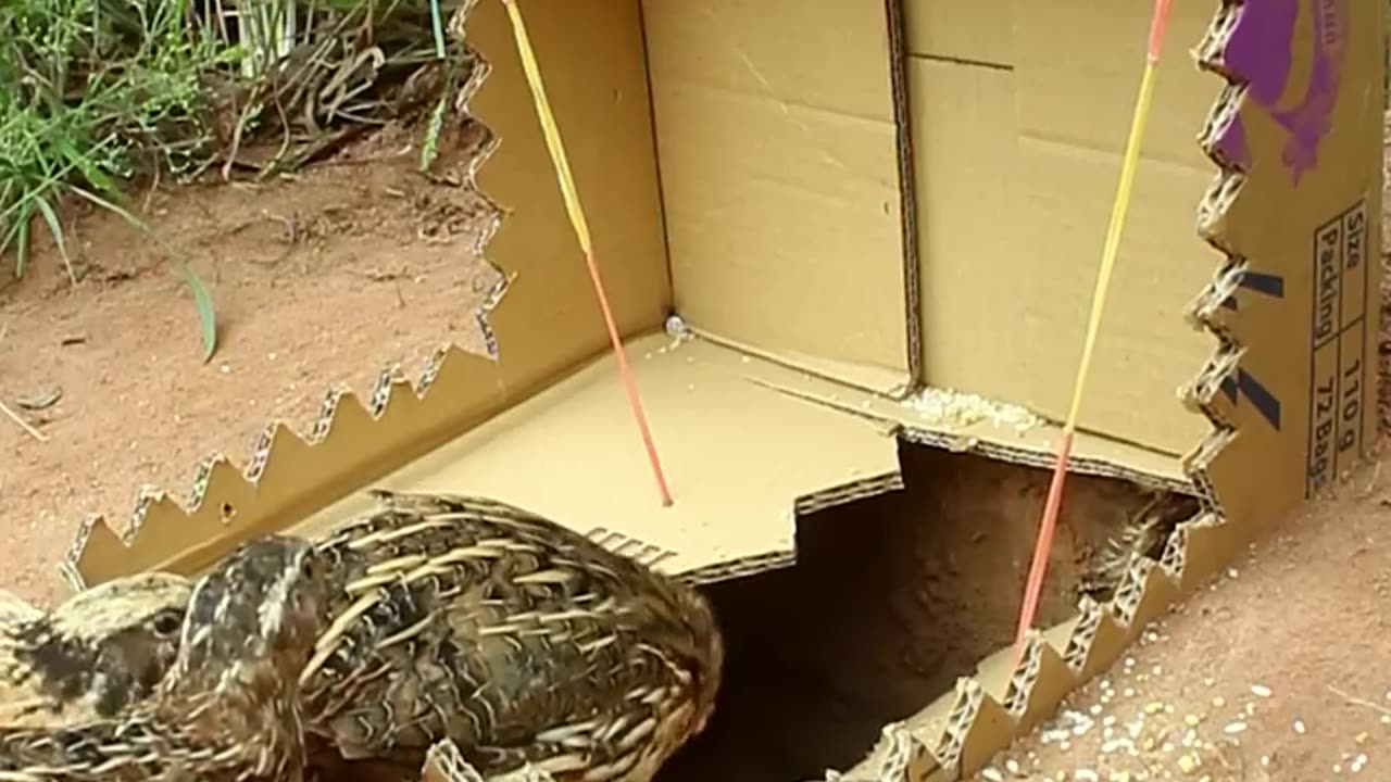 Best Unique Underground Bird Trap #shorts #create #traps