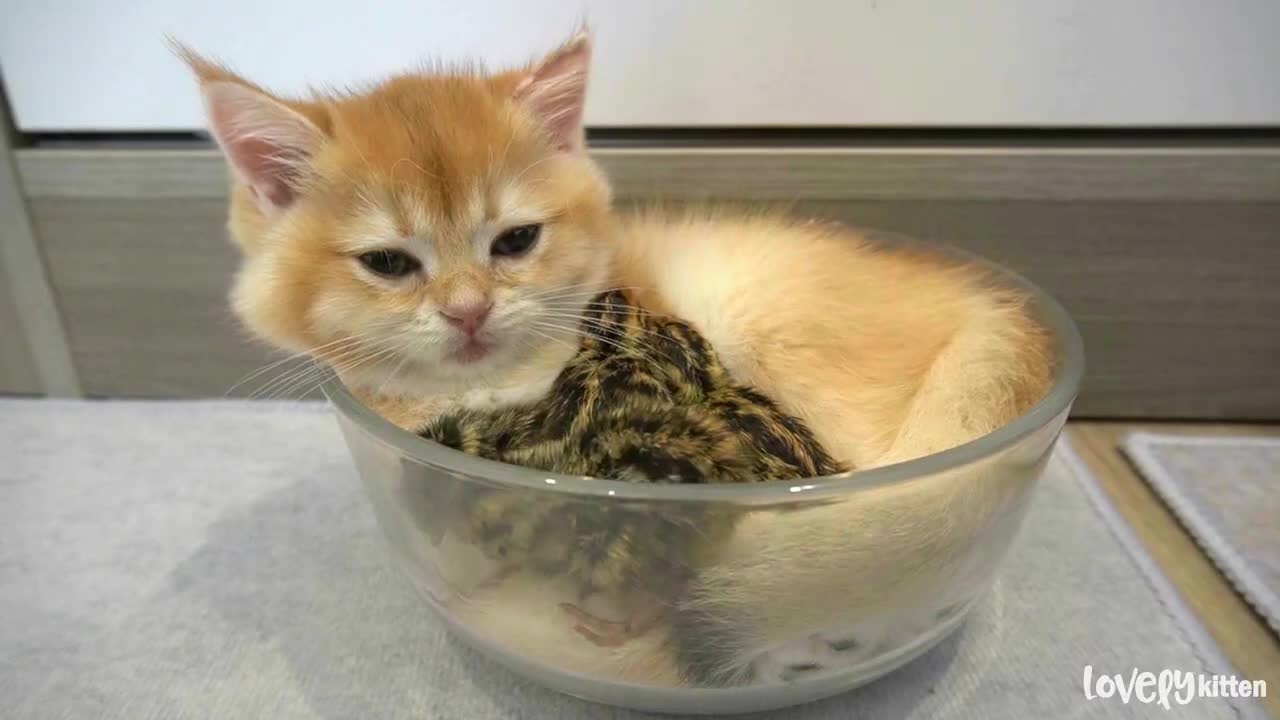 Kitten is hugging and warming for baby birds