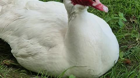 Cute goose