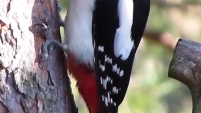 Great spotted woodpecker