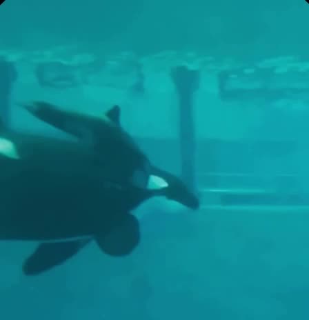 Baby looked huge at first then it’s dwarfed by Mommy