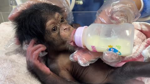 monkey