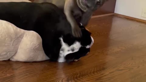 English Bulldog - LET ME F$$KING SLEEP