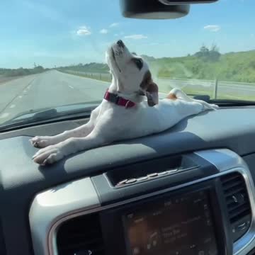 lets travel and feel the sun #dog #animals