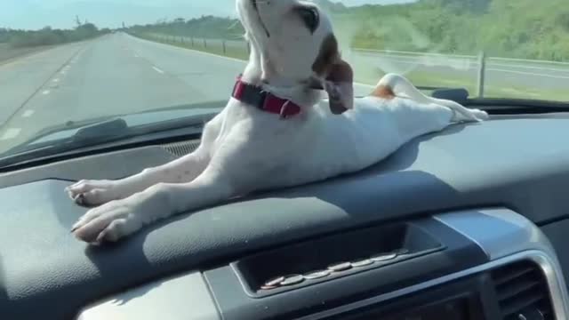 lets travel and feel the sun #dog #animals