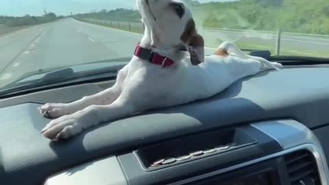 lets travel and feel the sun #dog #animals