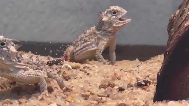 Why is this chameleon's mouth open?