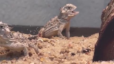 Why is this chameleon's mouth open?