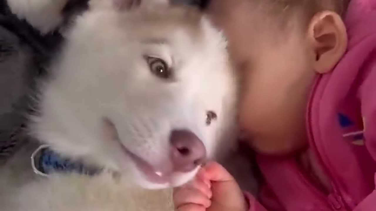 Baby & Husky Puppy Fell In Love!