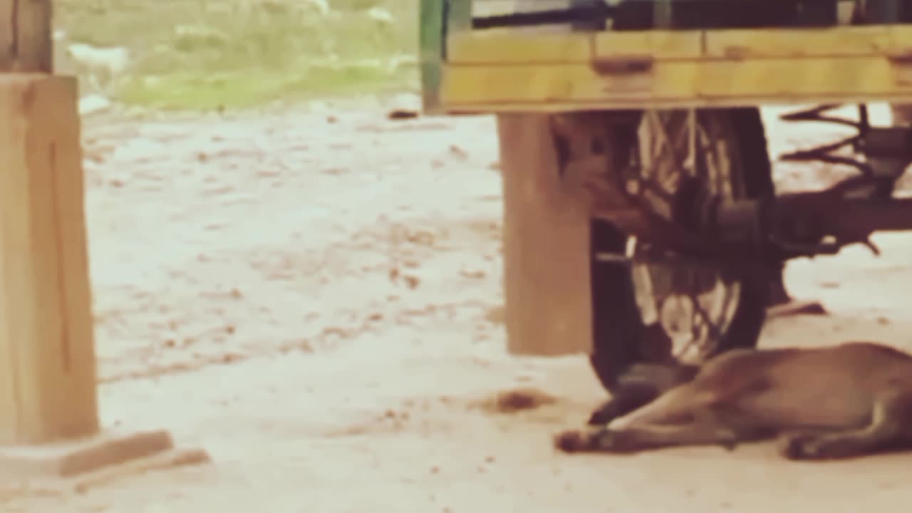 Funny video
