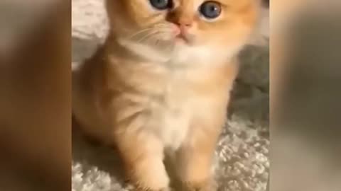 cute cat funny videos 😂😁#cat #omg