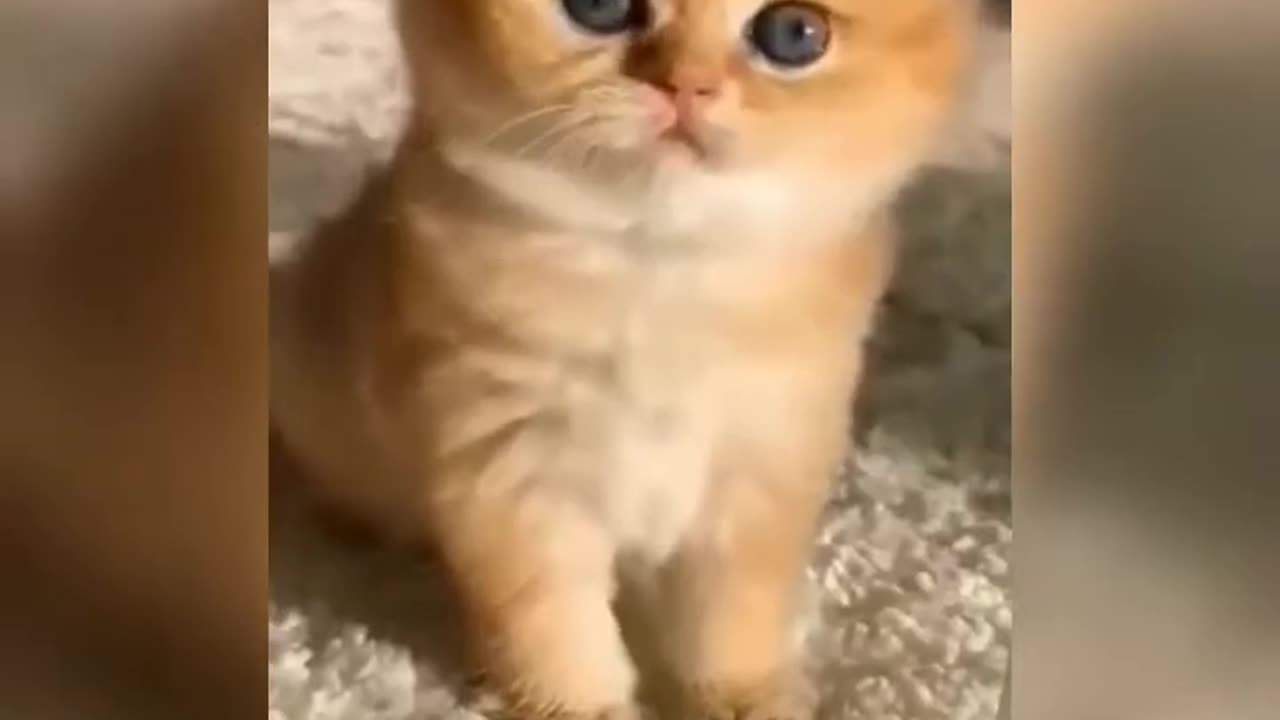 cute cat funny videos 😂😁#cat #omg