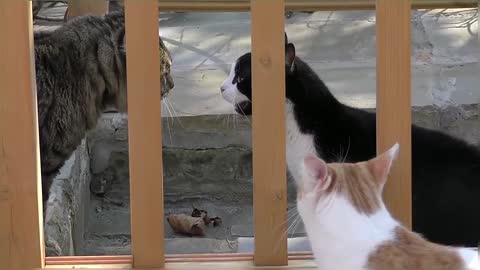 Funny Cat Compilation Video