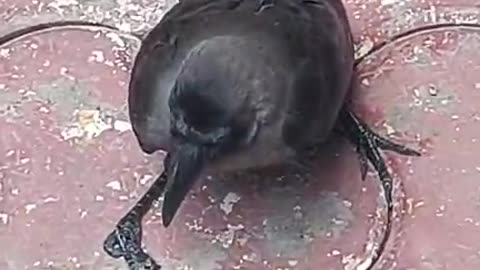 Injured Crow