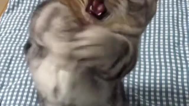 Cute Cat Play