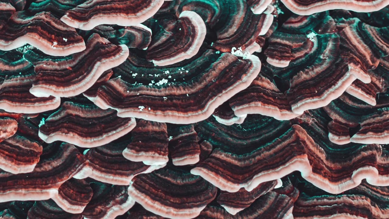 Geode by Jan Kopřiva | 4K Screensaver for TV Frame