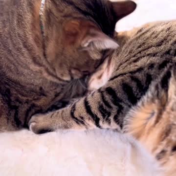Congratulations! Your TWO CAT PLAYING WITH EACH OTHER Is (Are) About To Stop Being Relevant