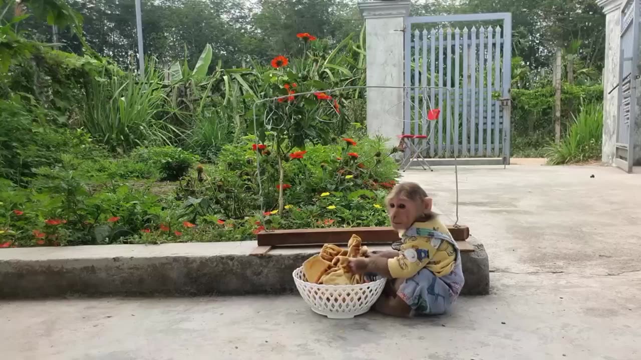 Funniest video #funniest animals #monkey and goat #funniest monkey 🐒🐵