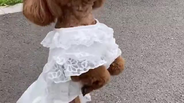 A pet dog who can Tango