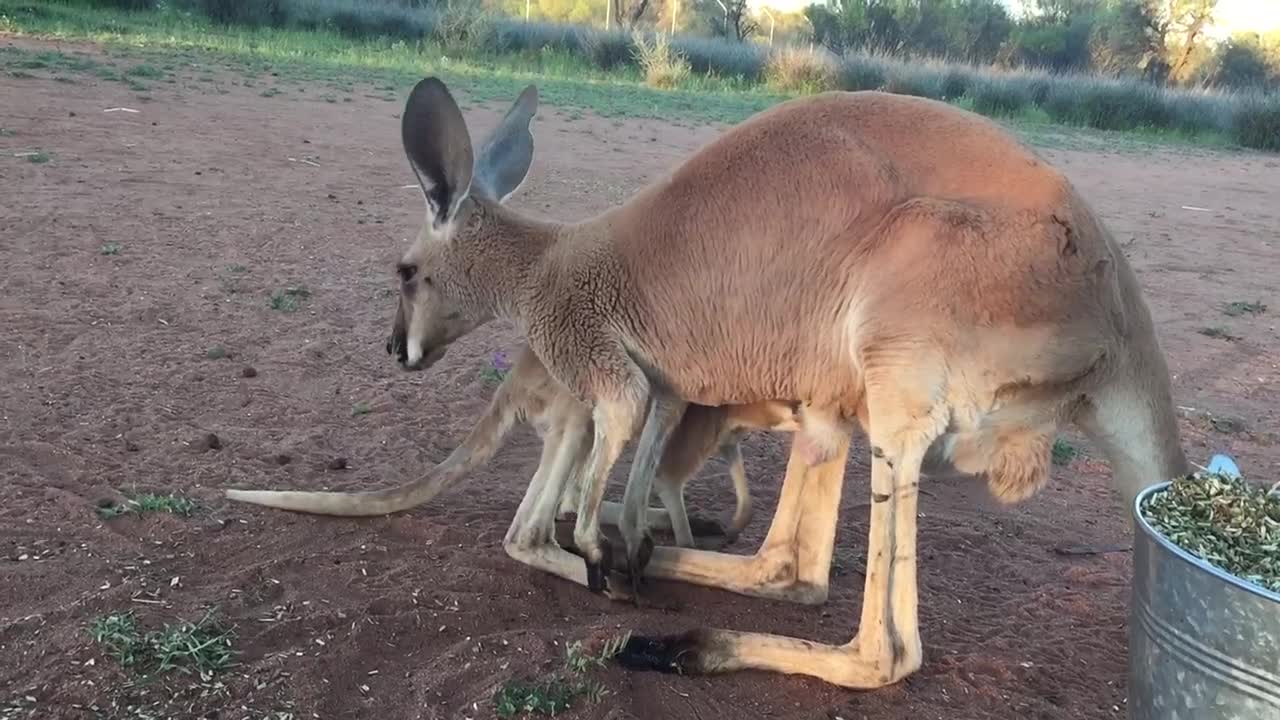 Baby Kangaroo Climbs in Mama's Pouch