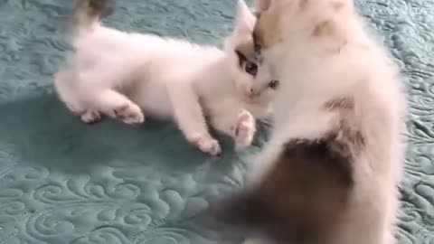 Cat funny video