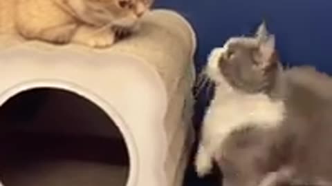 Funny Animals Videos2022 🤣🐶 😻-Funniest Cats And Dogs Video