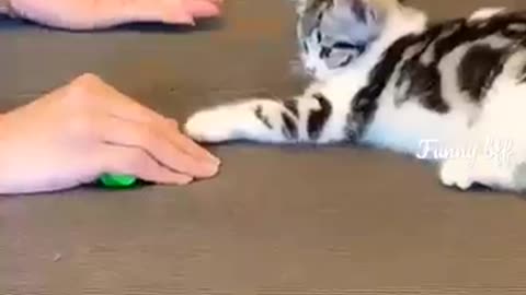 ❤️#funny #cute #cat #kitten #love #friends #happy #shorts