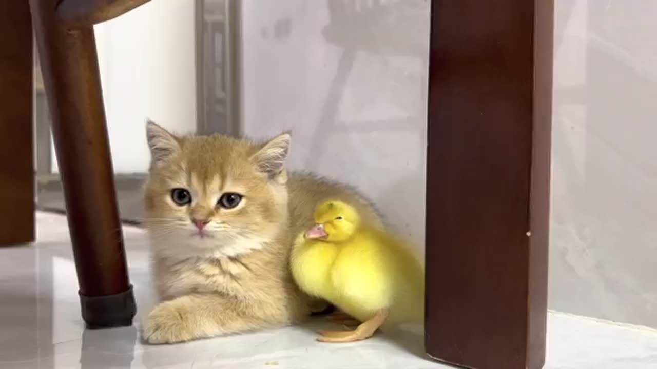 Little kitten trying to make friendship with little duck.