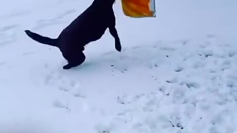 Spinny boy 🌪