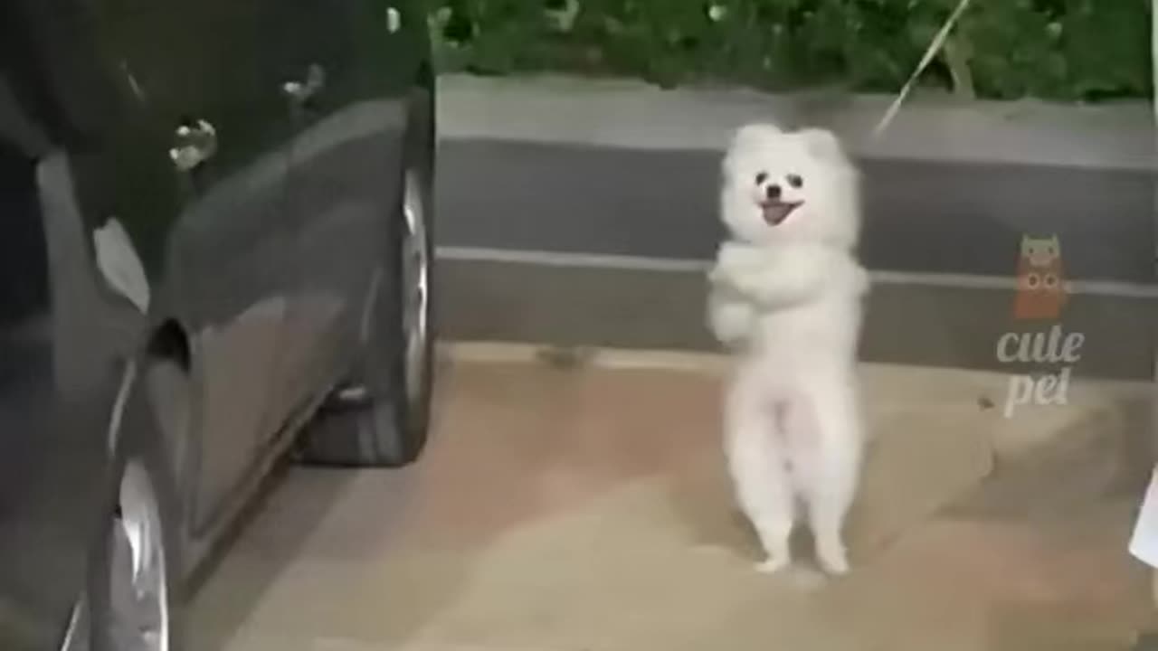 Funny and Cute Dogs