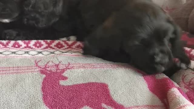 Adorable Cocker Spaniel Puppies Playing On The Couch