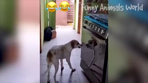 Funny Dogs And Cats Videos