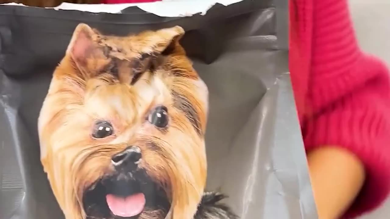 У ЧАПИ ЗАКОНЧИЛИСЬ СИЛЫ