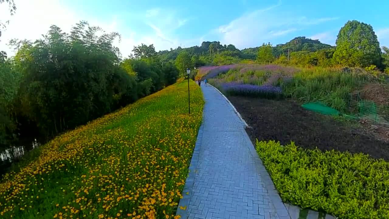 Through the 2 km long lavender sea, a mirror to the end.