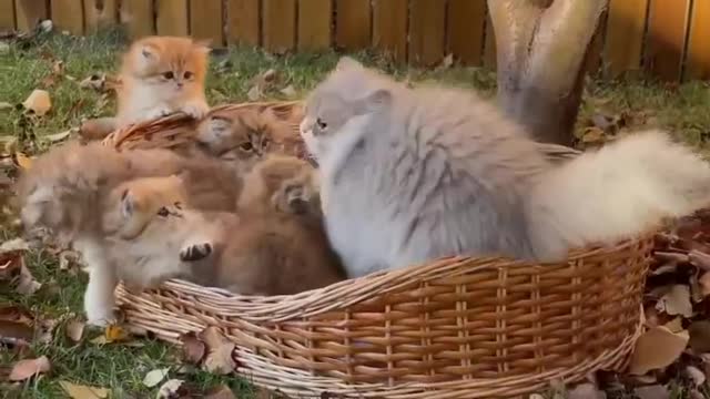 Mom & baby cats