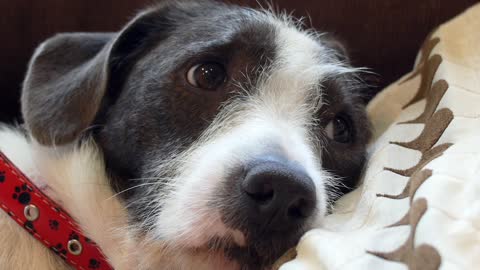 funny dog video