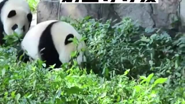 #熊貓 #洗澡#看兩隻團子奔跑著去冲凉#國寶 #推薦 #tiktok #團子洗澡記