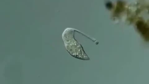 A single celled organism eats a fellow single celled organism