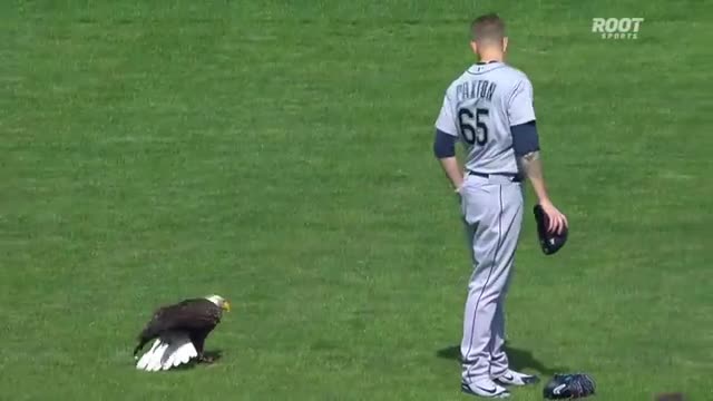 Bald Eagle decided to make paxton its landing spot