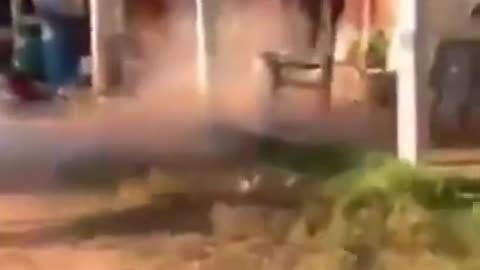 animals funny videos🤣😅