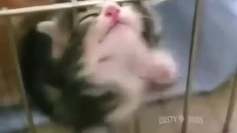 funny animal videos