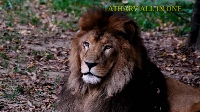 Collection of wild animals in 4k