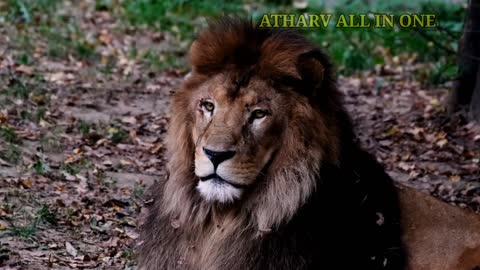 Collection of wild animals in 4k