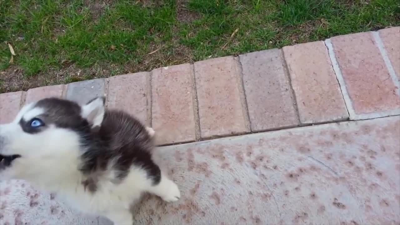 O esgotamento do gatinho é real. Veja como evitá-lo