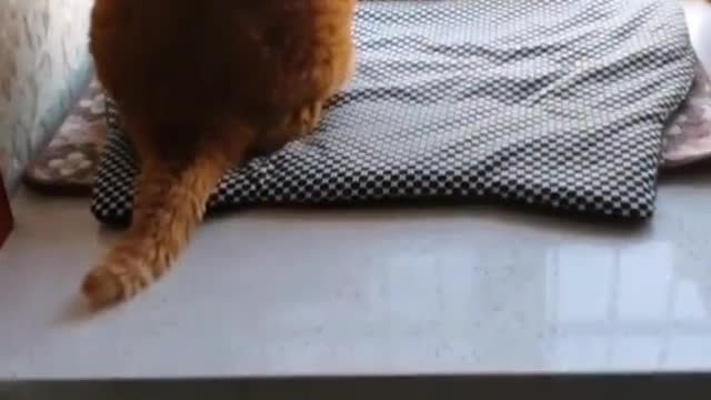 How can I get my cat to lose weight?