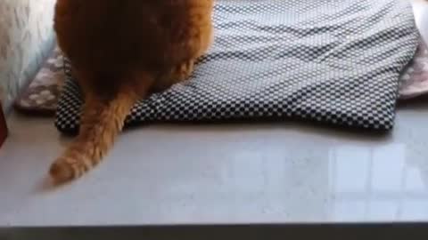 How can I get my cat to lose weight?