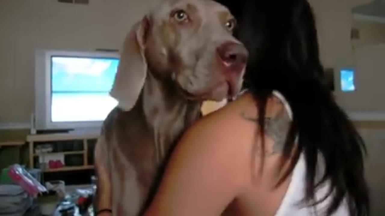 Weimaraner growl and kisses(360P