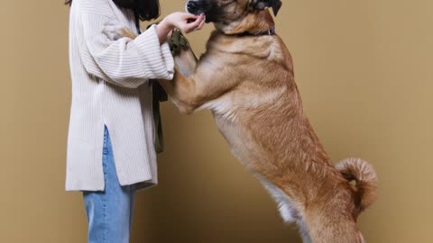 Woman Training a Dog