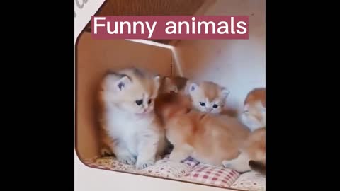 Funny animals