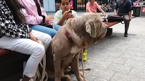 Neopolitan Mastiff